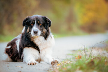 The dog keeper of the road