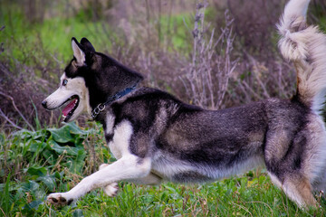 Naklejka na ściany i meble Beautiful female young siberian husky dog running with blur background 