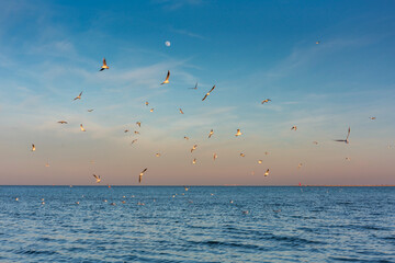 Seagulls over the Baltic Sea at sunset in Gdansk. Poland