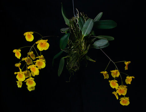 Beautiful yellow hanging orchid isolated in a black background Dendrobium lindleyi or aggregatum