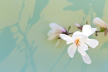 Blossoming magnolia on a light background, shadows