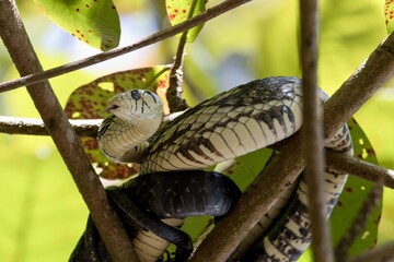 snake on a tree