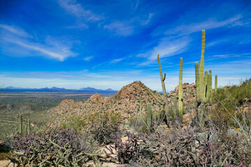 View from the western border of Saguaro National Park, in the Sonoran Desert near Tucson, Arizona,...