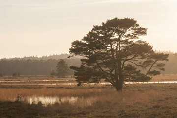 Zonsondergang Leersumse Veld