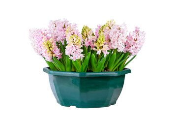 Group of pink hyacinth flowers in green pot isolated on white