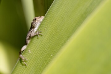 green lizard on a branch