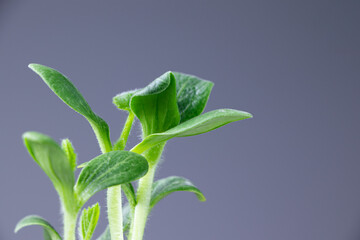 A young sprout on a gray background. Young zucchini seedlings. Growing seedlings.Copy space. Place for text.Gardening.