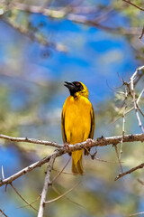 southern masked weaver, Ploceus velatus, yellow and black bird in Namibia
