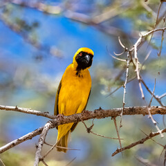 southern masked weaver, Ploceus velatus, yellow and black bird in Namibia
