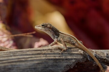 lizard on a tree