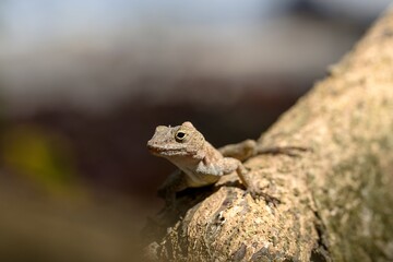 lizard on a tree