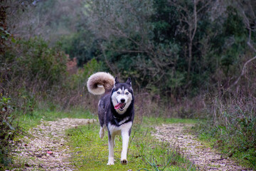 Naklejka na ściany i meble Beautiful female young siberian husky dog running with blur background 