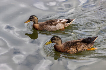 nice couple of wild ducks swimming