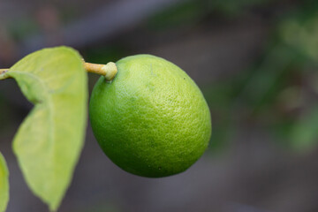 Fresh organic raw lemon on tree branch. Citrus fruit concept idea.