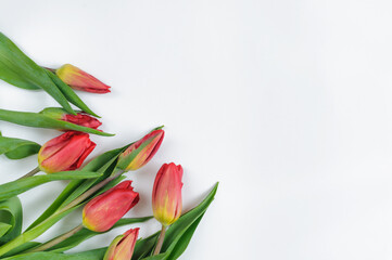 Bouquet of red tulips in the corner on a white background with copy space for text. Top view, selective focus