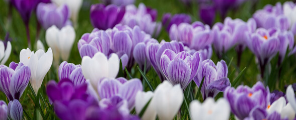 Purple and white crocuses in the grass. Photographed in springtime at a garden in Wisley near Woking in Surrey UK.