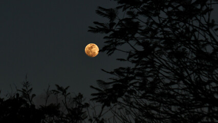 Full golden moon  © clinton