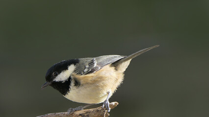 Coal Tit sitting on a tree in a wood UK