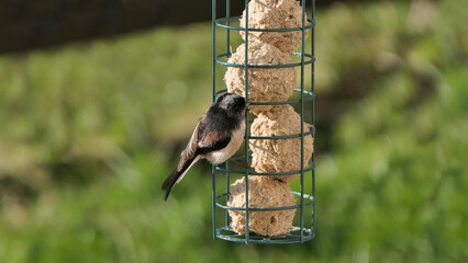 The long-tailed tit feeding on fat balls Coconut halves Suet on bird table