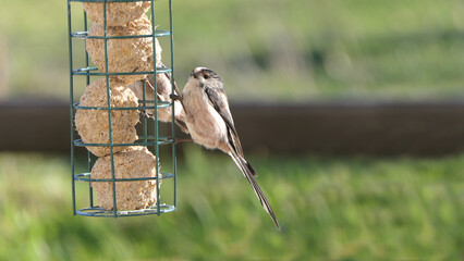 The long-tailed tit feeding on fat balls Coconut halves Suet on bird table