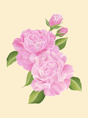A sweet pink color of two bloom peony and small buds, green leaves of peony tree. Watercolor, isolate vector image.