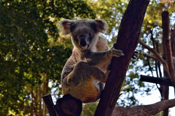 Koala on a tree branch eucalyptus