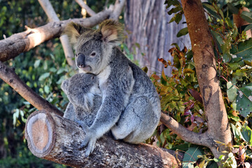 Beautiful koala with baby sitting on the branch