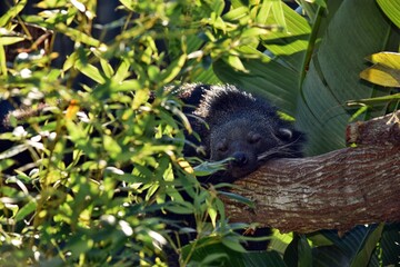 Close up the Arctictis Binturong lying on a tree