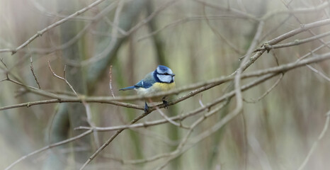 A blue tit closeup in Jena at a bird feeding spot