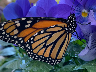 Monarch butterfly on blue pansies