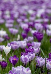 Obraz premium Purple and white crocuses in the grass. Photographed in springtime at a garden in Wisley near Woking in Surrey UK.
