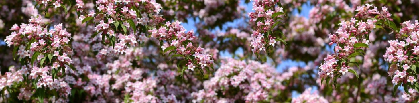 Fr&uuml;hling 551