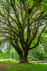 Olympic National Park Lake Crescent, Washington