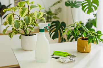Spraying bottle, rag and secateurs on the background of houseplants. Tools for home flowers care. Concept of home gardening and plants care at springtime.