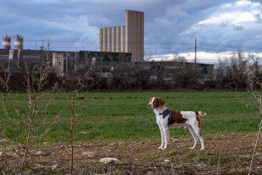 child and dog