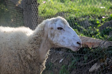domestic sheep in summer on pasture,household economy