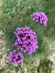Verbena bonariensis
Eisenkraut
