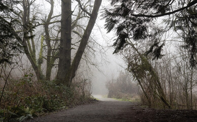 Path in the Canadian rain forest with green trees. Early morning fog in winter season. Tynehead Park in Surrey, Vancouver, British Columbia, Canada. - Powered by Adobe