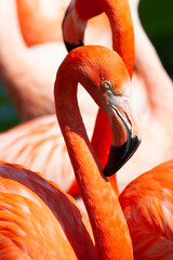 The pink or reddish color of flamingos comes from carotenoids in their diet of animal and plant...