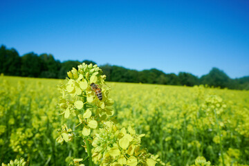 Pracowita pszczoła zbiera nektar z kwiatów rzepaku. Jaskrawożółte pole uprawne rzepaku,...