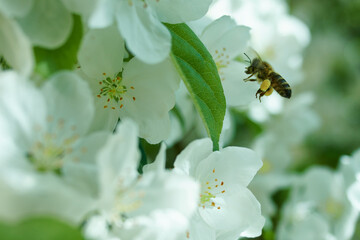 Pracowita pszczoła zbiera nektar z kwiatów jabłoni. Sad z drzewami jabłoni, białe kwiaty, zbliżenie, close-up. - obrazy, fototapety, plakaty