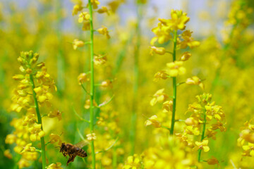 Pracowita pszczoła zbiera nektar z kwiatów rzepaku. Jaskrawożółte pole uprawne rzepaku, niebieskie niebo, zbliżenie, close-up. - obrazy, fototapety, plakaty