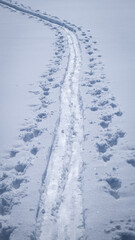 Obraz premium Ski touring tracks in powder snow on a beautiful winter day