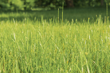 Fresh and young green grass in the spring meadow