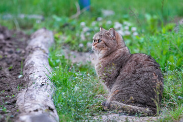 Naklejka na ściany i meble A beautiful cat walks by itself in the garden in nature. Profile View
