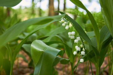Lily-of-the-valley (Convallaria majalis) blooming in the spring forest.