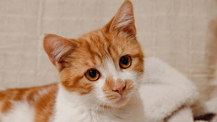 portrait of a cat.  Healthy young big green-eyed cat staring very intently at a point. ginger red head cat.	