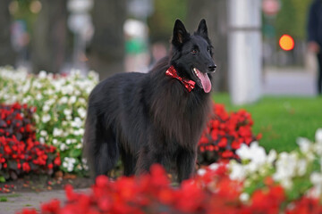 Cute Belgian Shepherd dog Groenendael posing outdoors wearing a red bow tie standing between blooming flowerbeds in summer