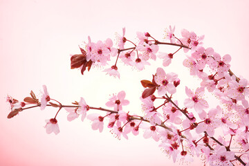 Several pink cherry blossom branches with flowers. Macro shot of almond blossom or sakura branches...