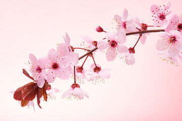 Single cherry blossom branch with pink flowers. Almond blossom or sakura flowers macro with leaves...